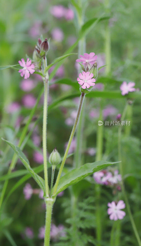 红campion (Silene dioica)